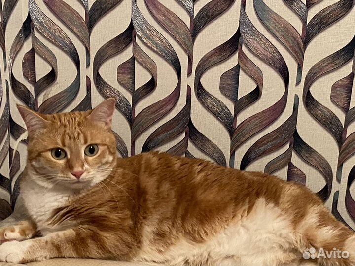 Передержка кошек