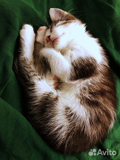 Котёнок с интересным окрасом
