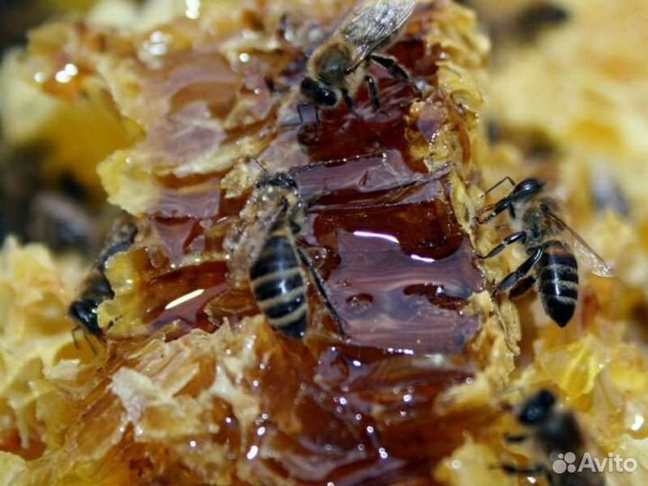 Мёд с собственной пасеки