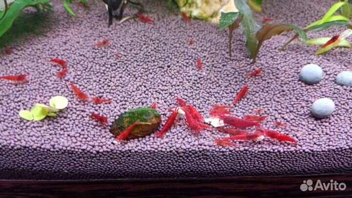 Аквариумные креветки и растения