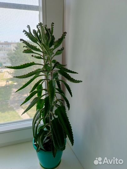 Комнатные цветы