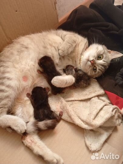 Котята в добрые руки бесплатно