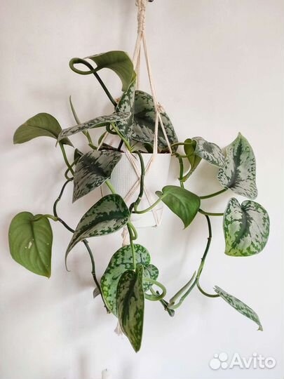 Сциндапсус экзотика