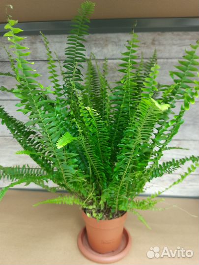 Комнатные растения, комнатные цветы