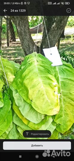 Семена табака