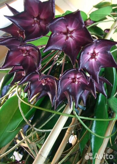 Хойя Макгилливрей. Хойя Тимор