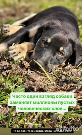 Щенок в добрые руки, отдам бесплатно