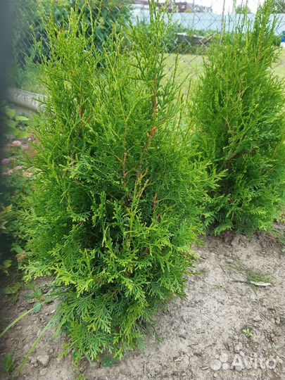 Туя Смарагд