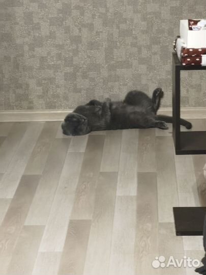 Отдам бесплатно