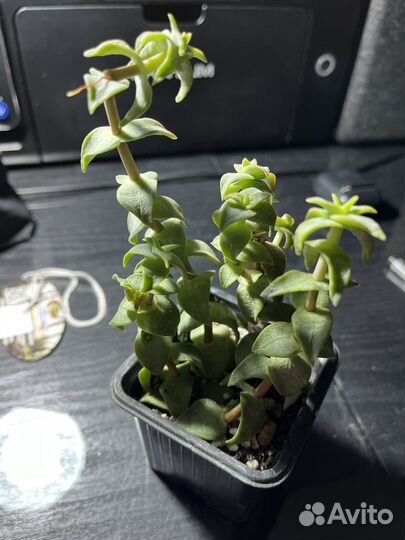 Набор суккулентов