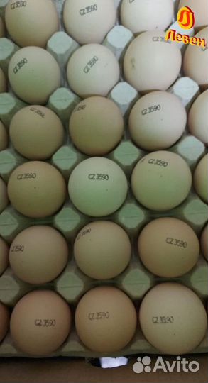 Инкубационное яйцо бройлера Кобб 500 и Росс 308