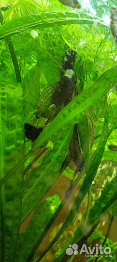 Анцытрус вуалевый