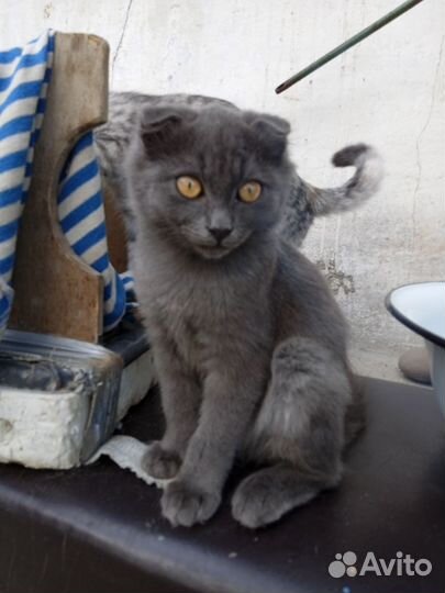 Кошка в дар бесплатно