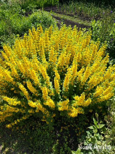 Многолетники Вербейник Энотера Лихнис