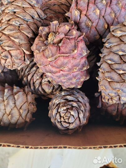 Кедровый орех продать