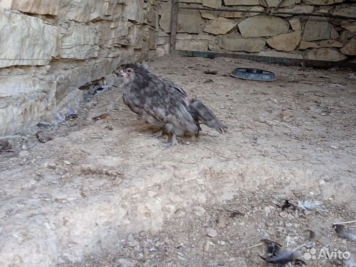 Цыплёнок хищник