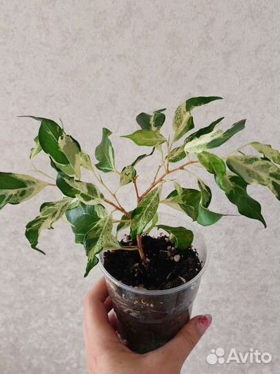 Фикус керли