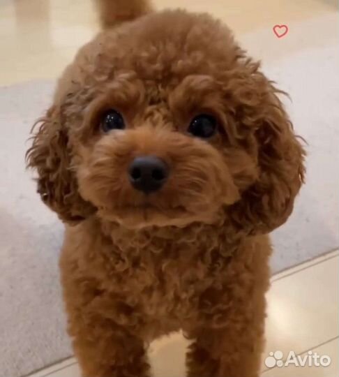 Девочка и мальчик яркиe Мальтипу