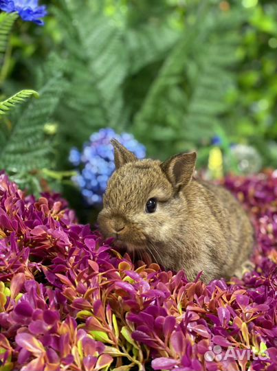 Ручной кролик