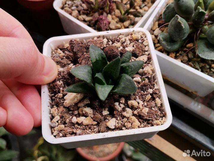 Кактусы и суккуленты