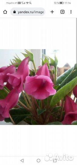 Комнатные цветы