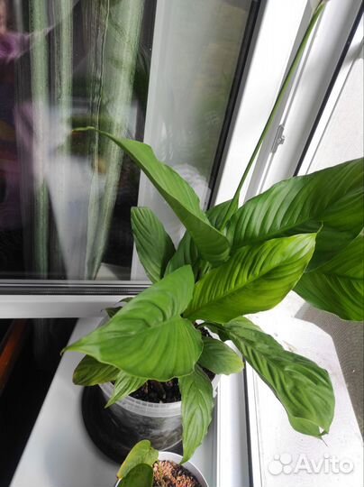 Спатифиллум