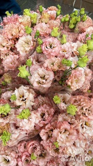 Эустома оптом