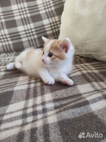 Котенок