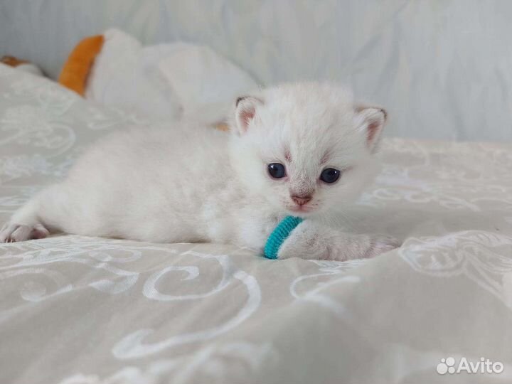 Британские котята