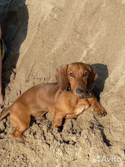 Вязка кабель карликовая такса