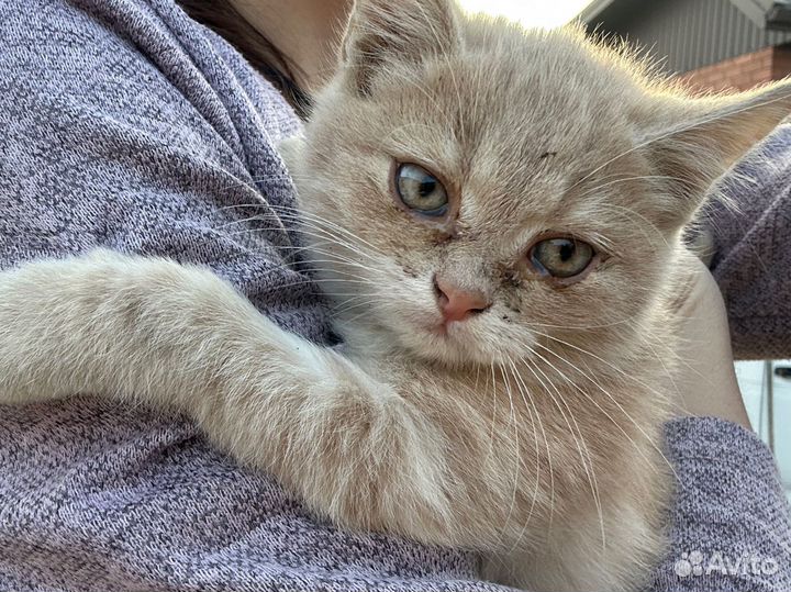 Котята бесплатно