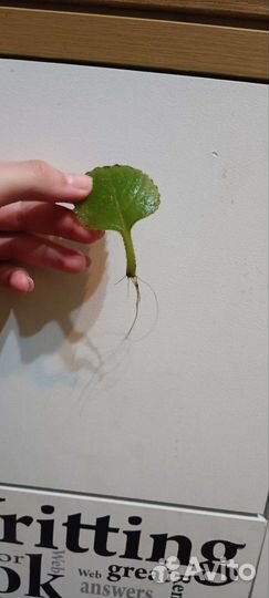 Сингониум, домашняя мята