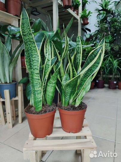 Сансевиерия Футура Суперба