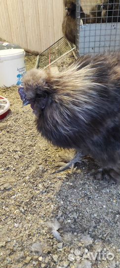 Куры,петухи китайские шелковые