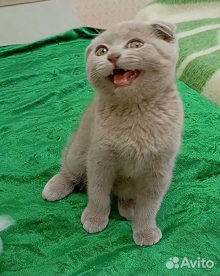 Британский вислоухий котёнок