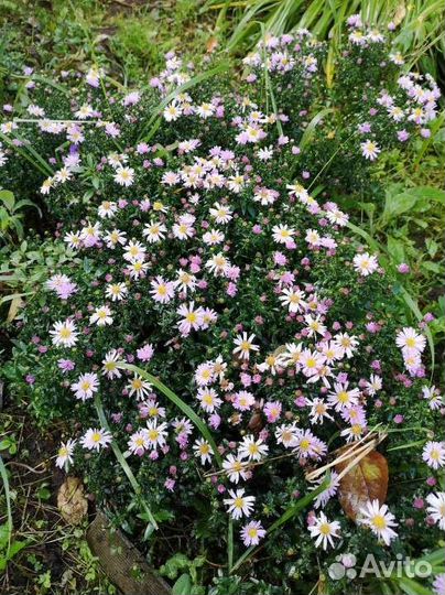 Астра кустовая сентябринка