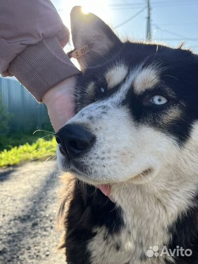 Сибирский хаски