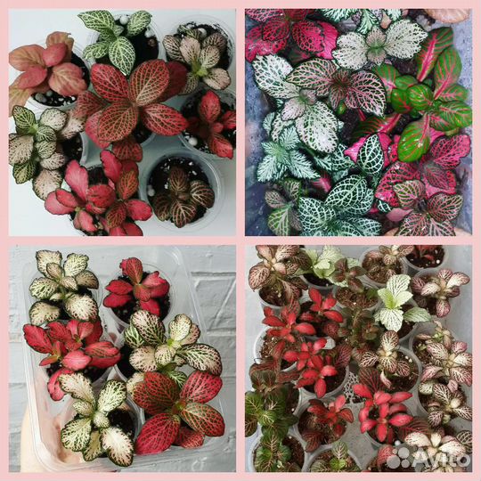 Фиттония. Фитония. Комнатные цветы