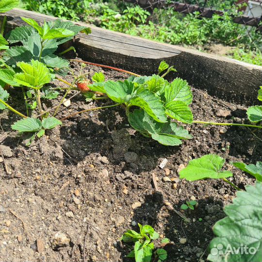 Рассада клубники