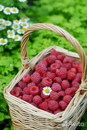 Малина от 1 литра. Доставка бесплатно