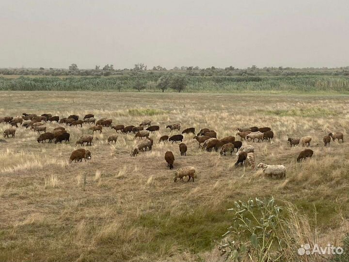 Матка, ярка бараны