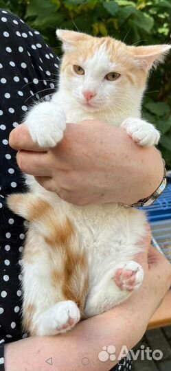 Котенок мальчик