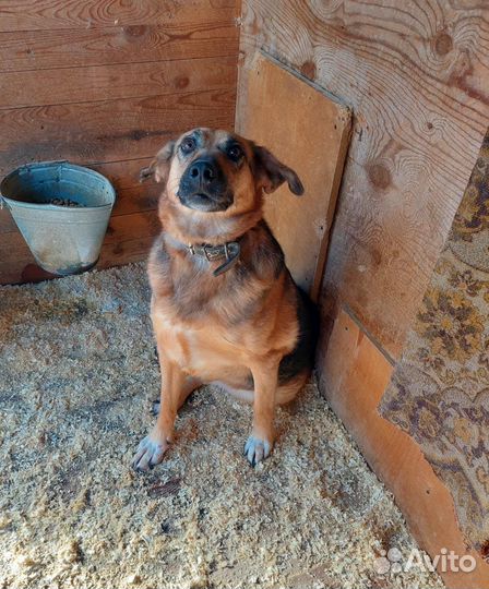 Собака всю жизнь ждет своего человека в приюте