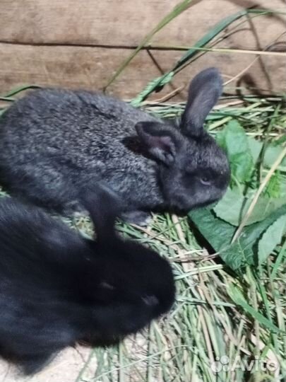 Калифорнийци, гигант