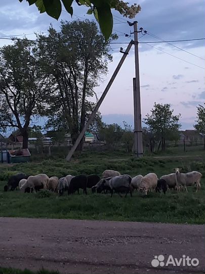 Овцы бараны