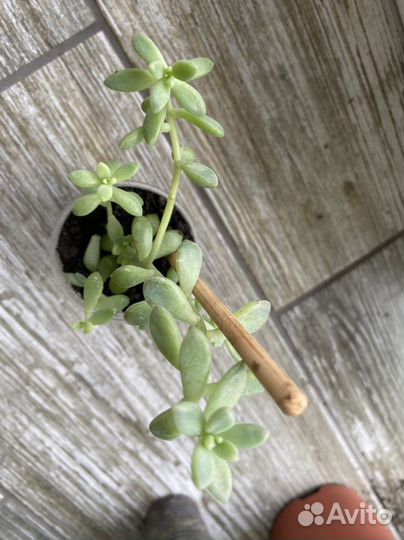 Суккулент седум