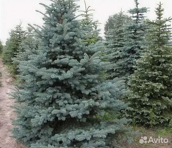 Ель голубая глаука