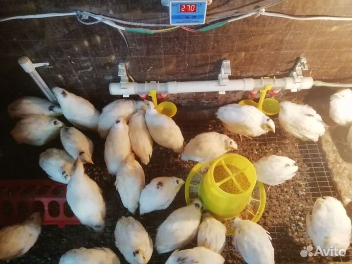 Техасский перепел