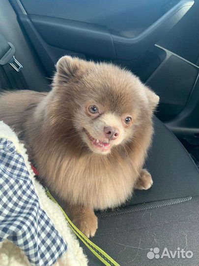 Вязка померанец шпиц