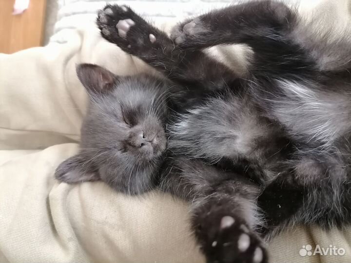 Котята